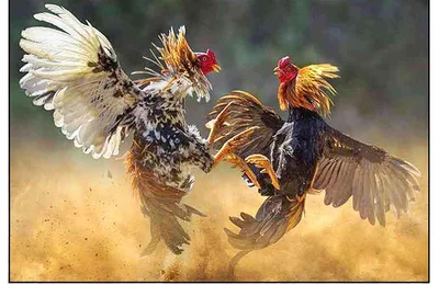 Online Sabong Live Cockfighting Derby Arena Patokbet